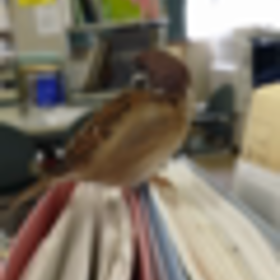 よく喋るの画像