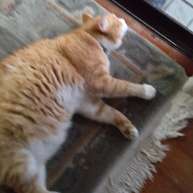 ウンババの呪い？の画像