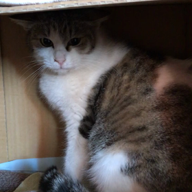 美桜ちゃん(妊婦猫) 3月18日の画像