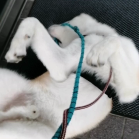 初秋の朝❗って感じ。もはや散歩を邪魔する暑さなどない。未来丸のびのび散歩‼️のはずが、変化無し。の画像