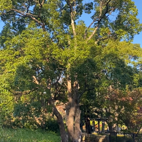 木の音　風の音　の画像