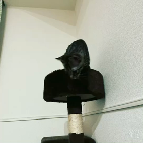 二太郎が鯖太に反応の画像