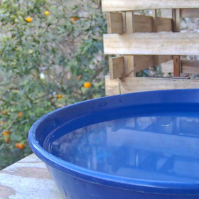 すぎぴたんの事件簿シーズン3　182話（シジュウカラとヤマガラのコラボ！）の画像