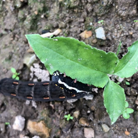 セスジスズメの幼虫が葉っぱ食ってる動画があるので幼虫苦手な人は見ないことをオススメします♡の画像
