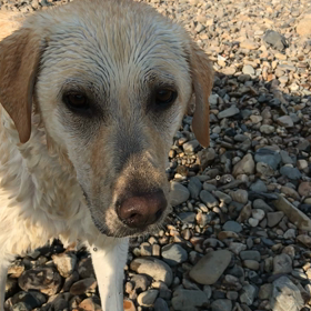 6月1日 川遊びの画像