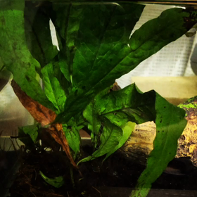 アクアテラリウムの画像