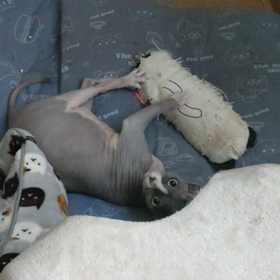 俺様、最強ニャリ〜の画像