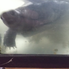 くれくれダンスの画像