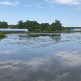 田植えの様子の画像