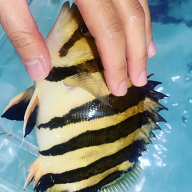 中津川からご来店！！の画像