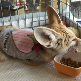 ★怠け者さん2★の画像