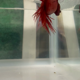 ベタ産卵の画像