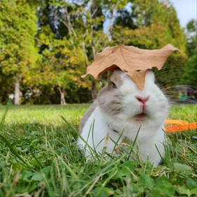 うさぎ飼い主様へ。の画像