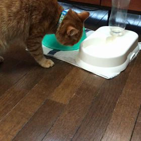 我が家の珀ちゃんの画像