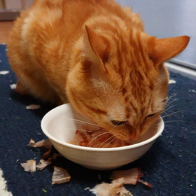 こぼれたのもたべるの画像