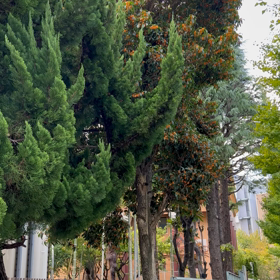 定休日のお知らせの画像