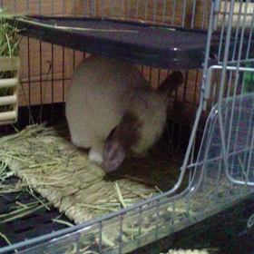 動画を撮ってみたの画像