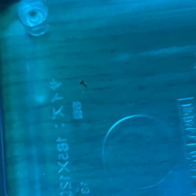 メダカの卵　10日目の画像