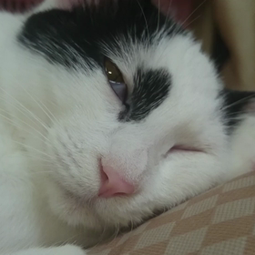 ブサかわの画像