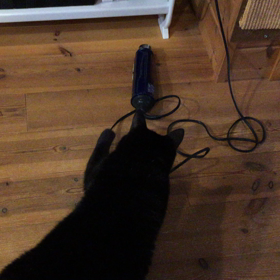 動画 ドライヤーにびびる心。の画像