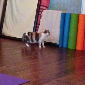 マーヤの鳴き声の画像