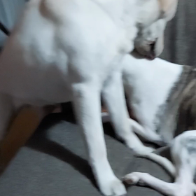 クレールの愛情表現(*^^*)の画像