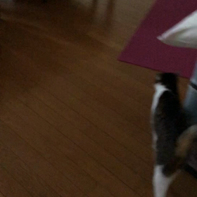 やっぱり親バカ！保護猫デールの後は催促の甘え声？の画像