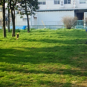 愛犬三郎記の画像