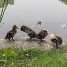 カモ母さんの優しさ♡の画像