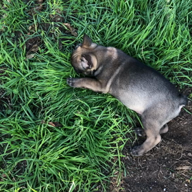 可愛いブルの画像