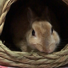 かまくらでホリホリの画像