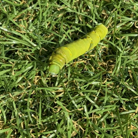 はらぺこあおむし♡の画像