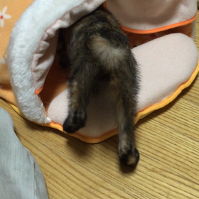 今日の琥珀さんの画像