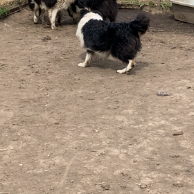 ボーダーコリー　子犬　先輩犬にマナー講習　販売中の画像