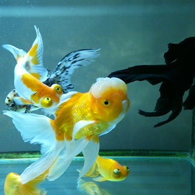 帰省しました。の画像