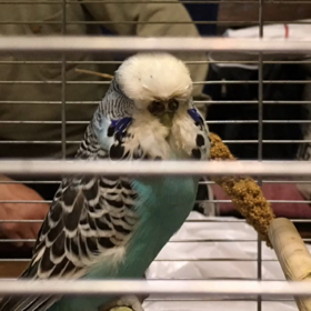 お引越し、富ちゃんです。の画像