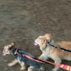 8月3日13わんこと1時間遠足  代々木公園の画像