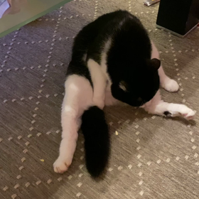 愛猫ミーミーの余命。の画像