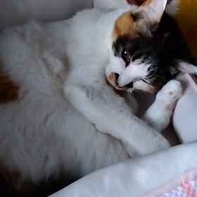 朝のミミの画像