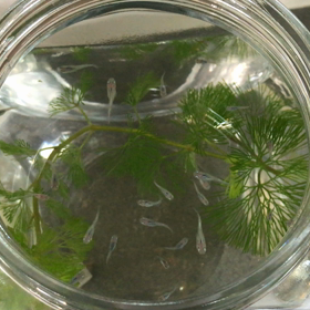 みゆきとさくらとピンクの画像