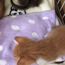 華音さんおはようの画像