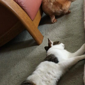 毎年恒例、お盆休み、先住犬チップと保護猫デールの画像