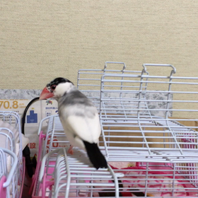 見回りの画  像