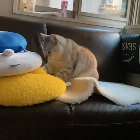 何されてるのかな？の画像