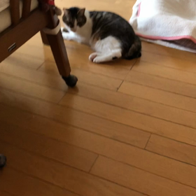 辛い思いをしてきた生活…祝日ジム活の行方。保護猫デールの画像