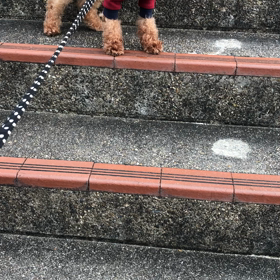 タフィ君の成長の画像