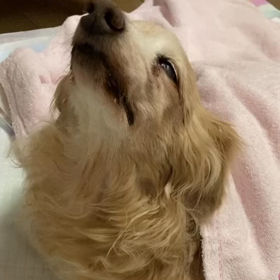 肉球が冷たいの画像