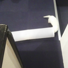 皆元気ですの画像