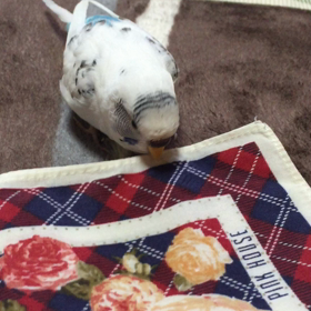 母さんのアイロン掛けを邪魔する、の図の画像