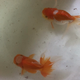 オランダ 動画〜の画像